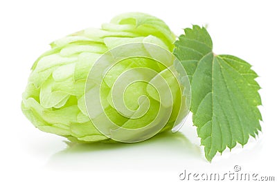 Hop cone Stock Photo