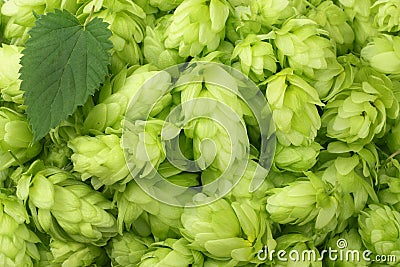 Hop cones background. Hop cones texture. Beer brewing ingredients. Beer background. Top view Stock Photo