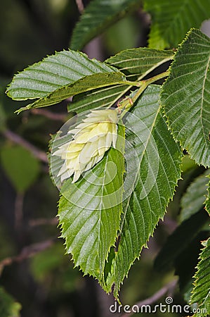 Hop Hornbeam (Ostrya carpinifolia) Stock Photo