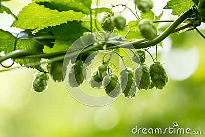 Hop Humulus lupulus Stock Photo