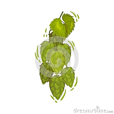 Hop Plant as Feast of Saint Patrick Symbol Vector Illustration Vector Illustration