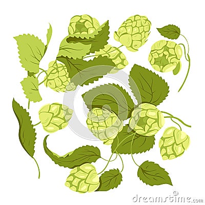Hop plant with buds set, Humulus lupulus herb, green branch with fresh hop cones and leaf Vector Illustration
