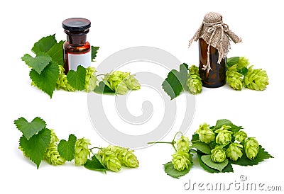 Hop plant and pharmaceutical bottles. Stock Photo