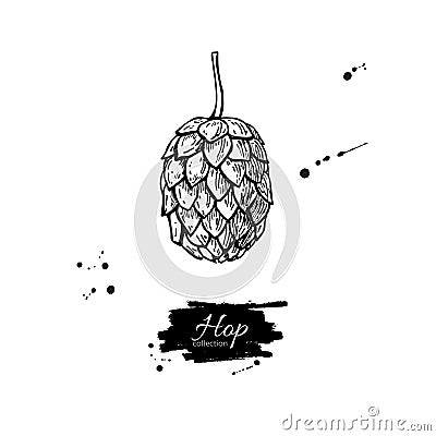 Hop plant vector drawing illustration. Hand drawn black beer hop Vector Illustration
