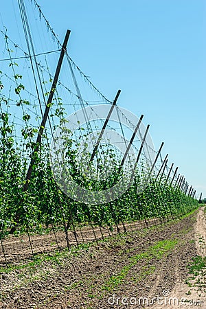 Hop plantation for brewery in Eastern Poland Stock Photo