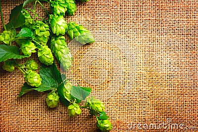 Hop twig on burlap texture. Beer production ingredient. Brewery. Shabby sack linen texture background Stock Photo