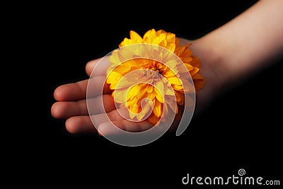 Hope concept. In the hand of a child a yellow sunny flower glows Stock Photo