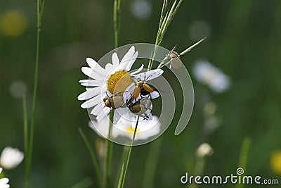 Hoplia argentea is a species of scarabaeid beetle Swabian Alb Germany Stock Photo