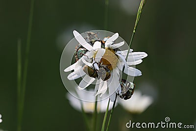 Hoplia argentea is a species of scarabaeid beetle Swabian Alb Germany Stock Photo