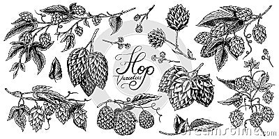 Hops and Barley. Malt Beer. Engraved vintage set. Hand drawn collection. Sketch for web or pub menu. Design elements Vector Illustration