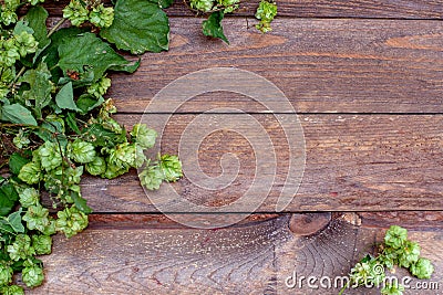 Hops branch on old wooden table background. Beer ingredient. Brewery wallpaper. Free space for text Stock Photo