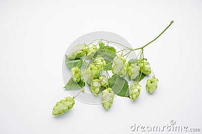 Hops branch on a white background Stock Photo