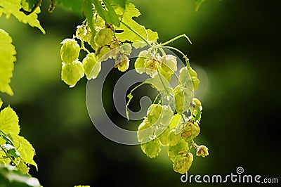 Hops growing on Humulus lupulus plant. Common hop flowers or seed cones and green foliage backlit by the sun. Stock Photo