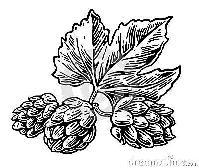 Hops herb plant which is used in the brewery of beer. For labels and packaging beer. Vector engraved illustration. Hand drawn desi Vector Illustration