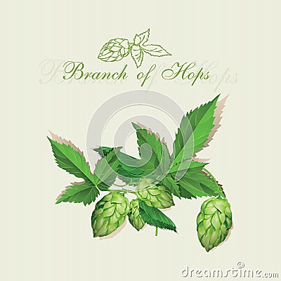 Hops. Illustration. Isolated background. Vector Illustration