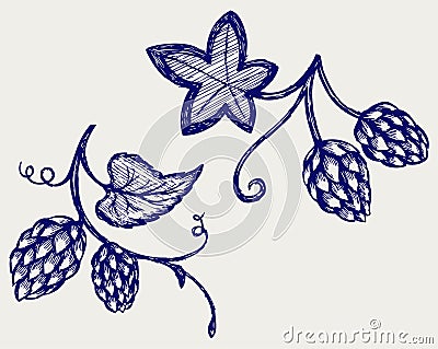 Hops with leaves Vector Illustration