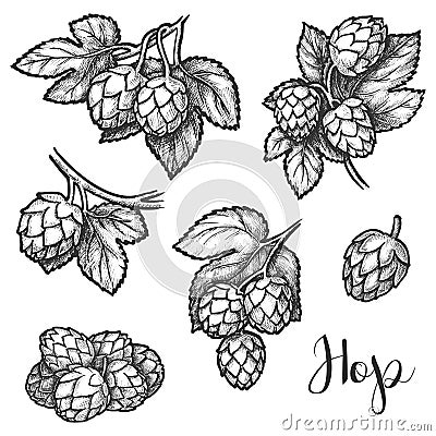 Hops plant cones sketch, beer brewing ingredient Vector Illustration