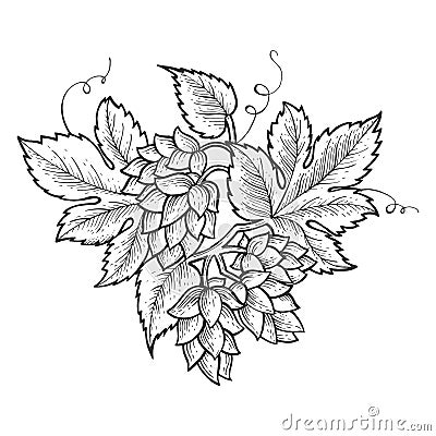 Hops plant engraving vector illustration Vector Illustration