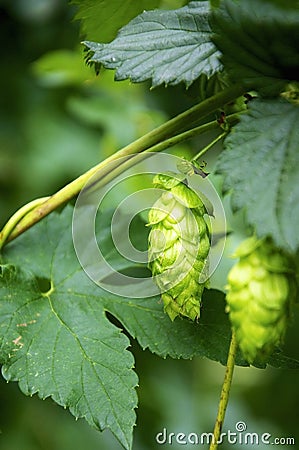 Hops Umbels Stock Photo