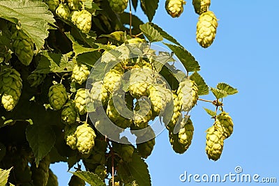 Hops Stock Photo