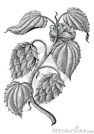 Hops vintage drawing by ink isolated on white background Vector Illustration