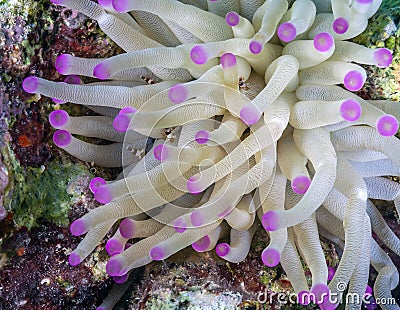 Hor amboinensis, squat shrimp ,sexy shrimp Stock Photo