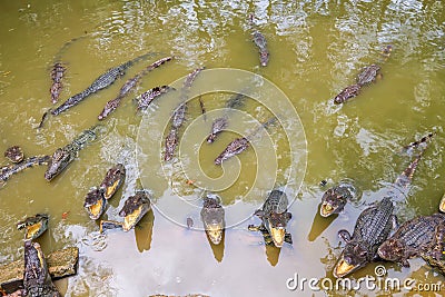 Horde of crocodiles Stock Photo