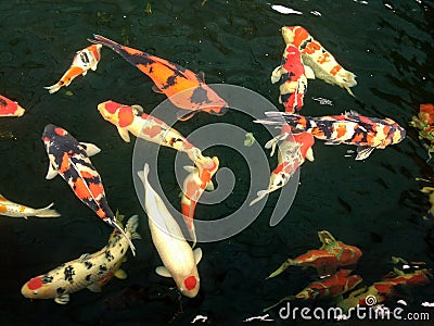 Hordes of colorful fish are swimming in a pond Stock Photo