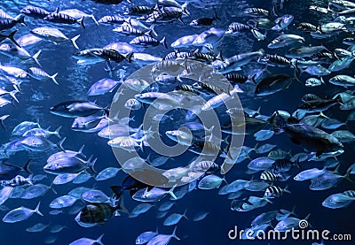 Hordes of fish in an aquarium Stock Photo