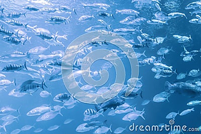 Hordes of fish in an aquarium Stock Photo