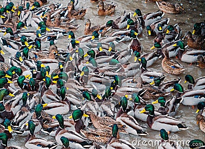 Hordes of hungry ducks on Lake Nizhny Kaban in Kazan. A fight between ducks for food. Stock Photo