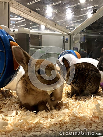 Hordes of rabbits are playing in the cage Stock Photo