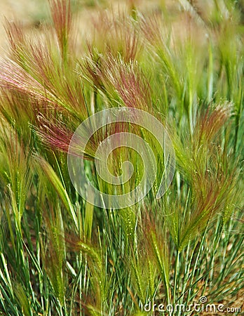 Hordeum jubatum Stock Photo