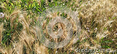 Hordeum murinum aka wall barley or false barley grass plant Stock Photo