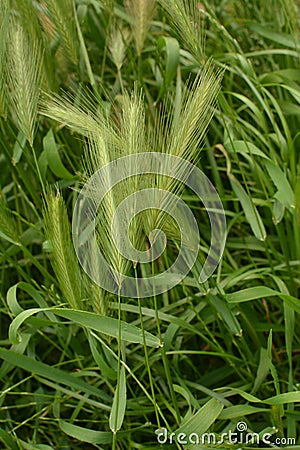 Hordeum murinum aka wall barley or false barley grass plant Stock Photo