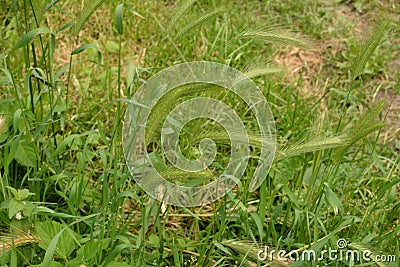 Hordeum murinum aka wall barley or false barley grass plant Stock Photo