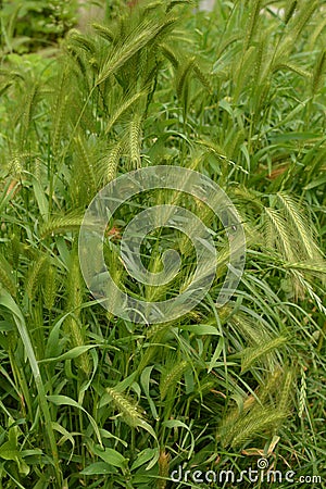 Hordeum murinum aka wall barley or false barley grass plant Stock Photo