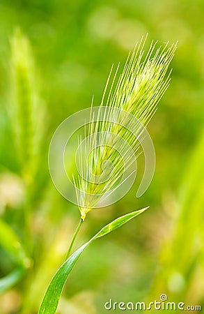 Hordeum murinum in the grass Stock Photo