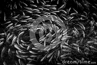 hordes of fish revolve around rocks. black and white colour Stock Photo