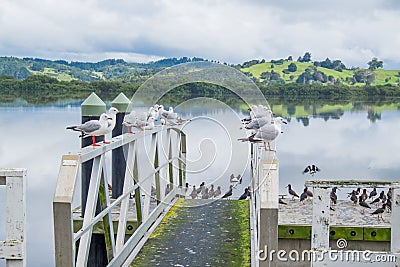 Horeke pier and jetty on Hokianga Harbour covered with birds and Stock Photo
