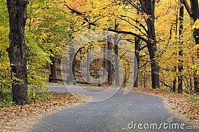 Horizontal Autumn Canopied Road Stock Photo