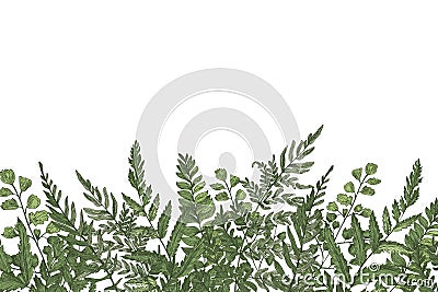 Horizontal background with beautiful ferns, wild herbs or green herbaceous plants growing at bottom edge on white Vector Illustration