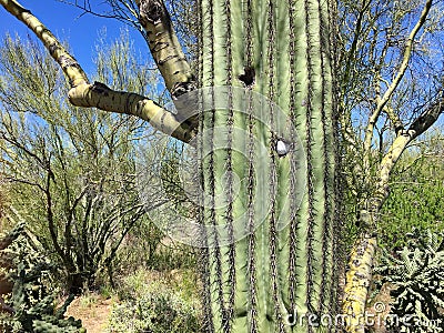 Golf ball stuck in a Saguaro cactus in Arizona Stock Photo