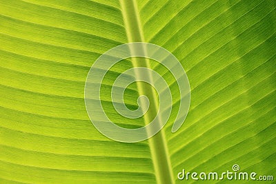 Horizontal banana leaf texture Stock Photo