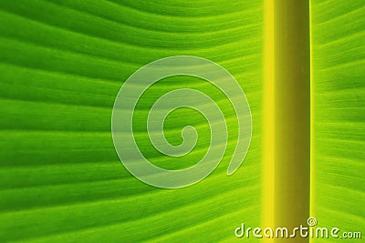 Horizontal banana leaf texture Stock Photo