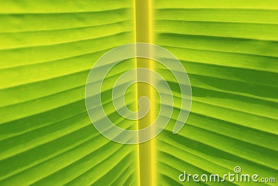 Horizontal banana leaf texture Stock Photo