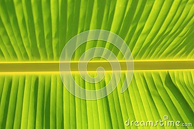 Horizontal banana leaf texture Stock Photo