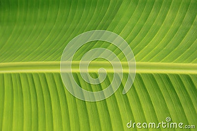 Horizontal banana leaf texture Stock Photo