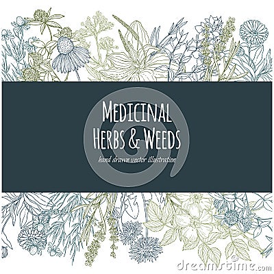 Horizontal banner with color medicinal flowers and herbs on white background Vector Illustration