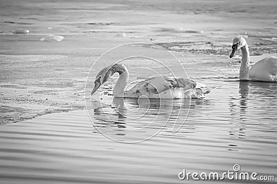 Horizontal black and white photograph of a pair of swans in the water Stock Photo